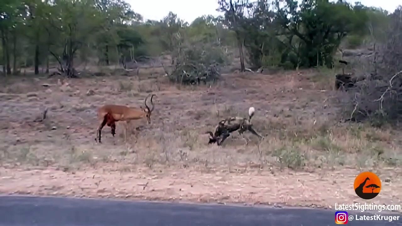 Wild Dogs v Impala - Impala Fights Back as Guts Fall Out