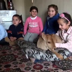 Minik buzağıyı kucağında sallayıp, biberonla besliyor