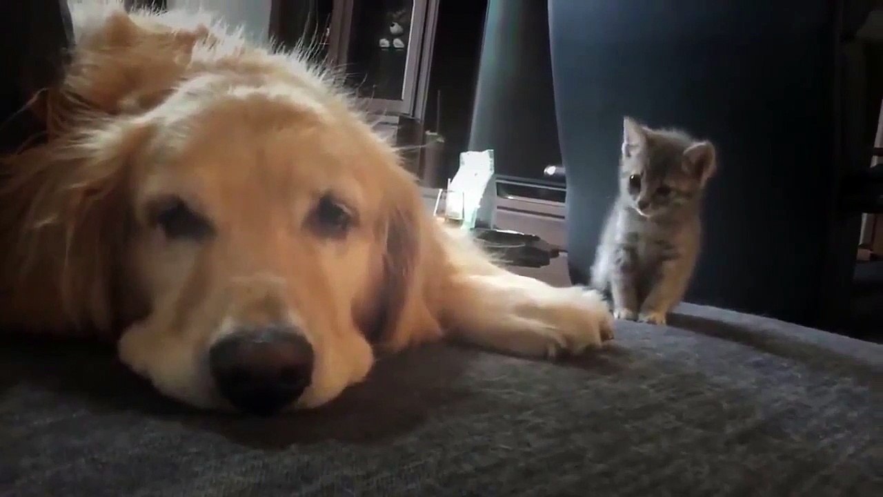 Le vendredi des vrais - Si cela ne fend pas votre cœur 'vous n'avez pas d'âme!