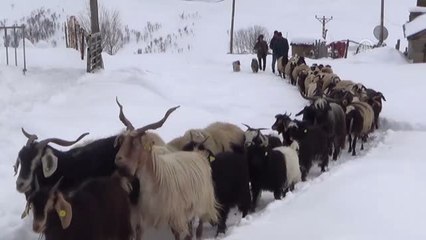 Besicilerden Karda Zorlu Mesai