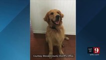 Florida Drug Sniffing Dog Overdoses While Searching Passengers