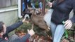 Animal Rescuer Tackles Deer and Removes Jar Stuck on its Head
