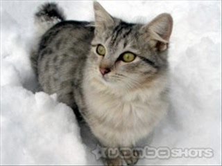 Snow Wallpaper - Free Download.  Snow and Winter Wallpaper