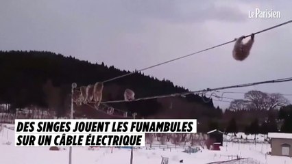 Des singes jouent les funambules sur un câble électrique
