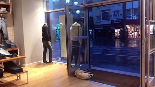 Dükkanlarının kapısını sokak hayvanları için açıyorlar - EDİRNE