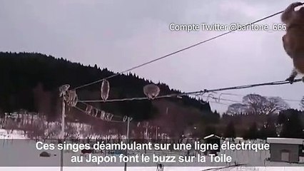 Une file de singes sur un câble électrique enflamme Twitter