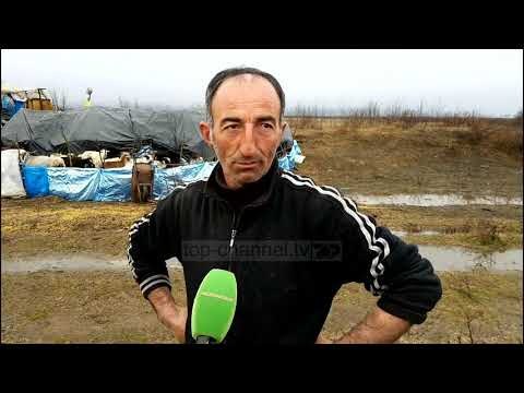 Reshjet e borës, blegtorët flasin për dhjetëra bagëti të humbura - Top Channel Albania