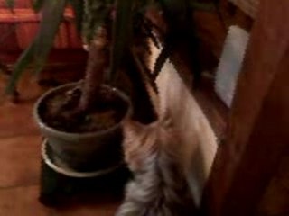 chat et chiennes jouant à cache-cache