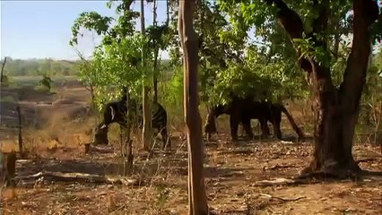 Tigre: um espião na selva