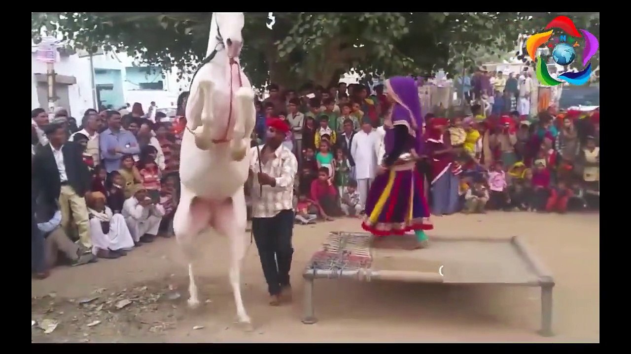 Funny Dancing Horses Compilation - Funny Trained Dancing Horse