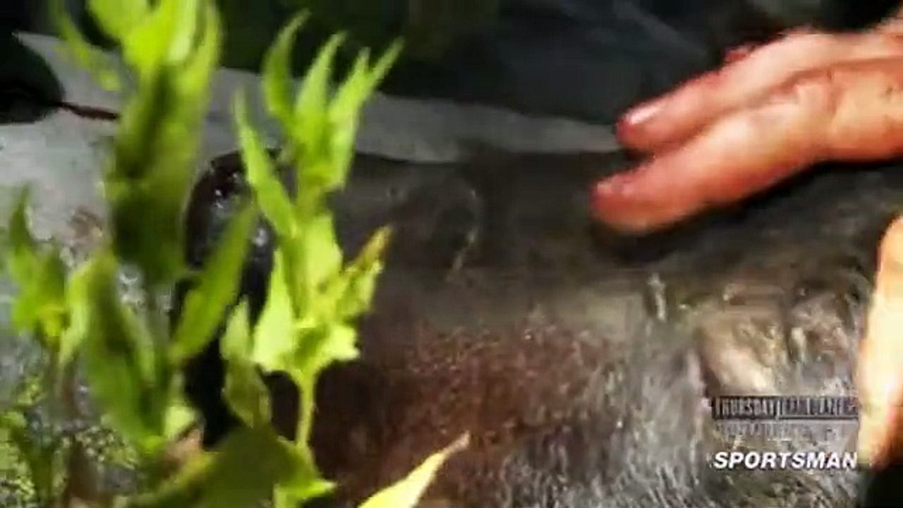 Meateater S04 E06 video Dailymotion