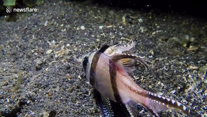 Terrifying footage of a Bobbitt worm attacking its prey on sea floor