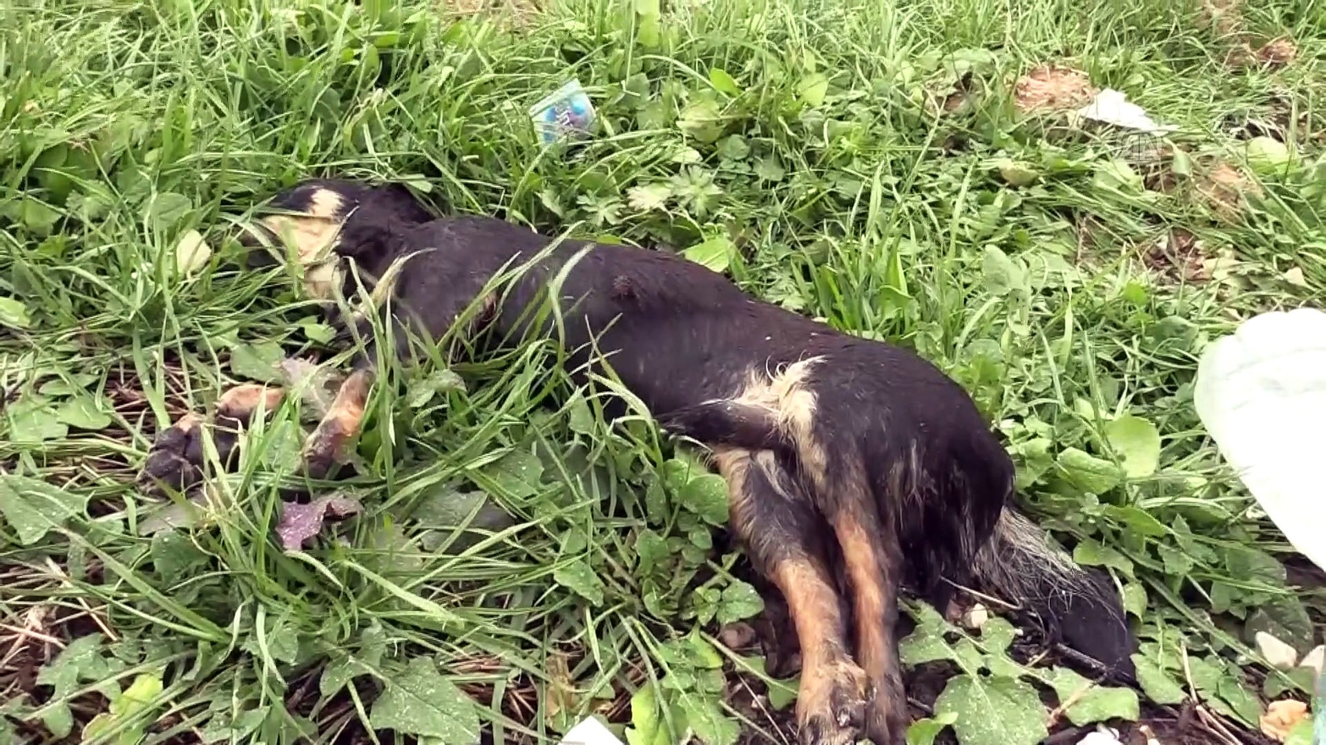 8 Kopek Ve 1 Kedi Telef Oldu Edirne Dailymotion Video