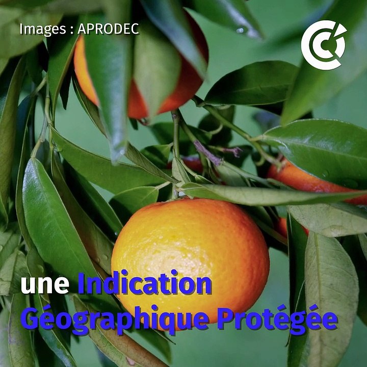 La clémentine corse, porte-drapeau de l’agriculture corse