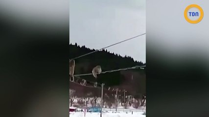 Ces singes évitent la neige en passant sur des câbles !