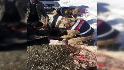 Jandarma yaralı dağ keçisini battaniyeye sardı