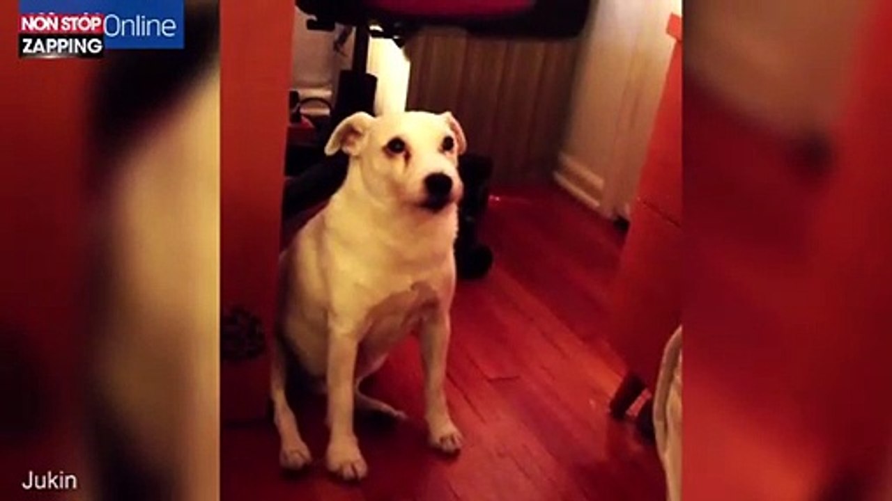 Après avoir fait une bêtise, ce chien a une réaction hilarante (vidéo)