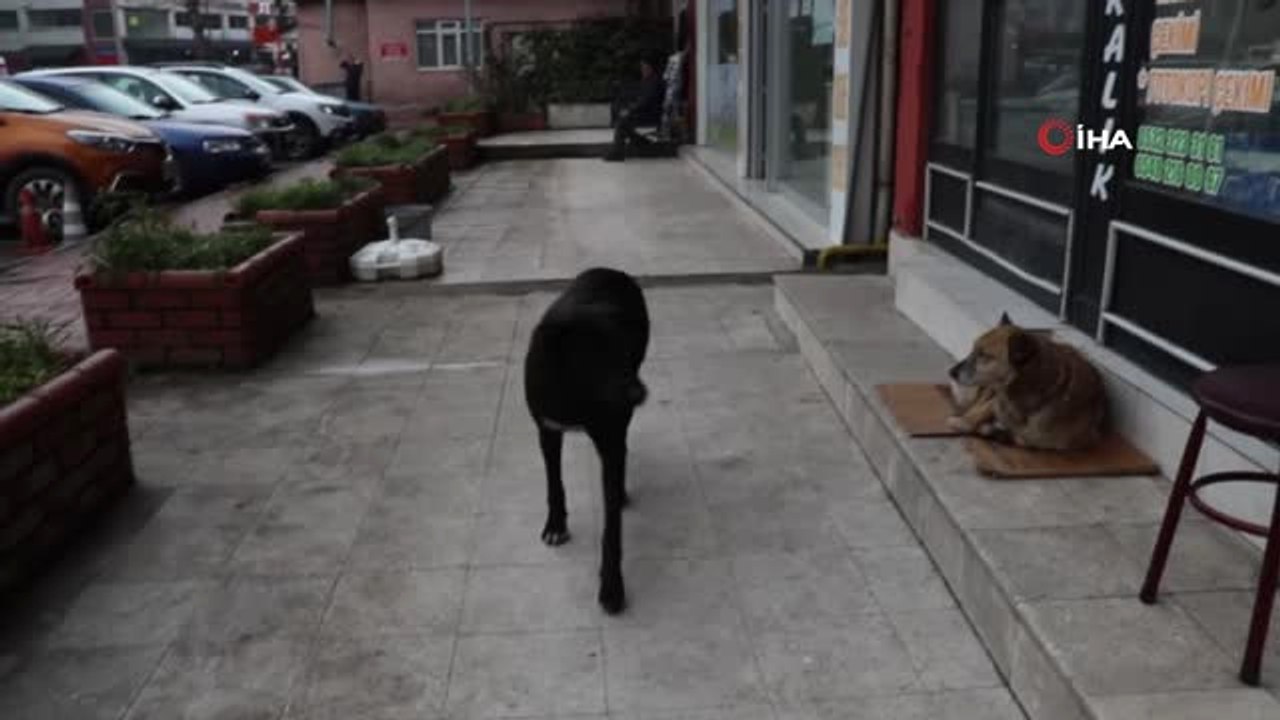 Günde 2 Öğün Mamasını Ağzında Poşetle 9 Yavrusuna Taşıyor