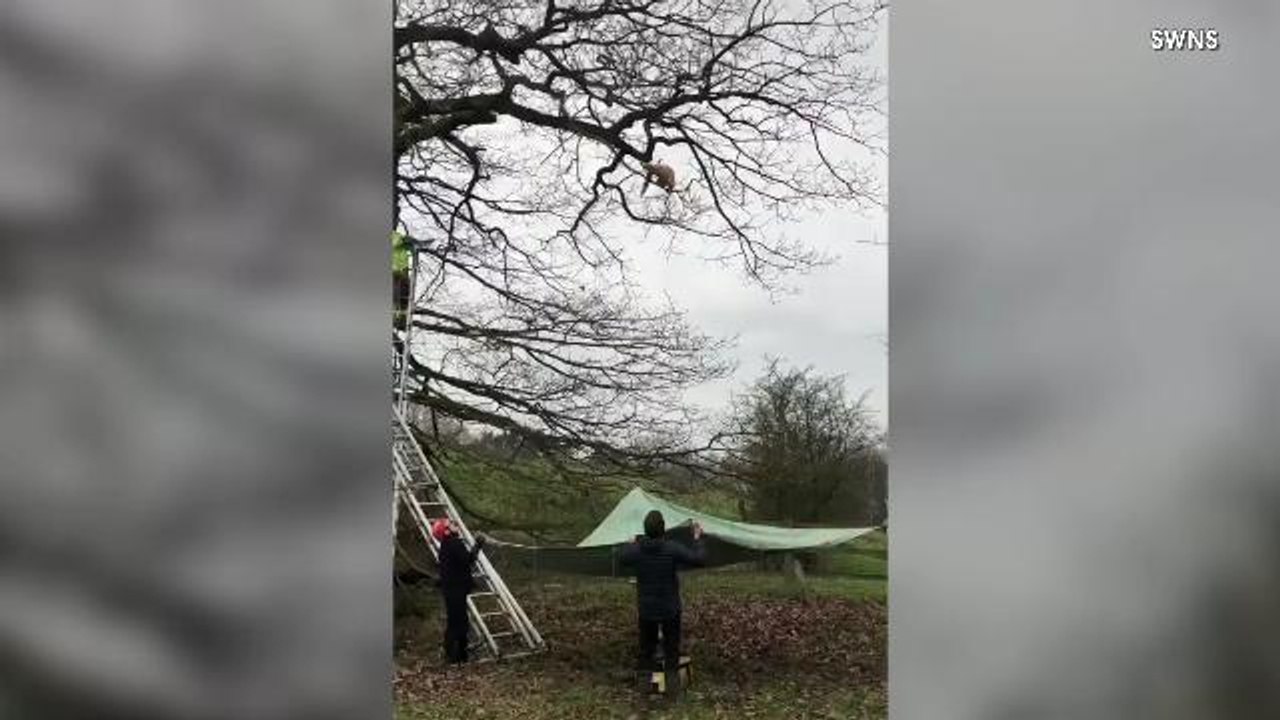 Purrfect Landing! Cat Stuck in Tree Jumps 20 Feet Onto Makeshift Trampoline