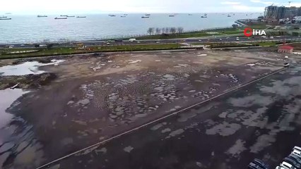 Lodostan Kaçarak Otoparka Sığınan Binlerce Martı Havadan Görüntülendi