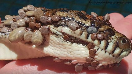 Watch: Python riddled with over 500 ticks found in Australian swimming pool