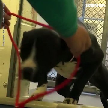 Un chien saute de joie en découvrant qu'il est adopté