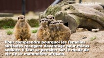 Chez les suricates, les femelles s’empiffrent pour grossir et séduire des mâles… et ça marche !