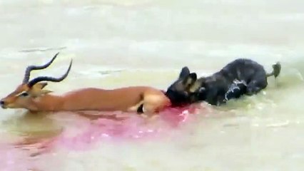 New Wild Dogs Impala A painful scene that tears her intestines alive