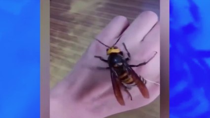 Un homme joue avec un frelon asiatique tellement énorme qu’il parait faux