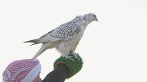 Endangered falcons race to make a comeback in the Gulf