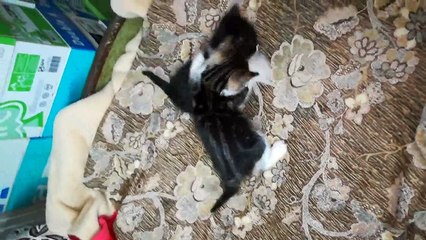 Fight Between 3 Twins Kittiens For Bed Sleep