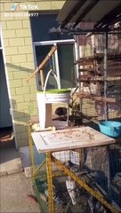 Il invente un piège à pigeons incroyable et très efficace