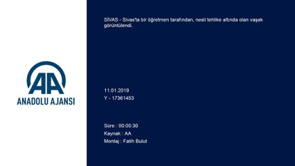 Sivas'ta bir öğretmen vaşak görüntüledi