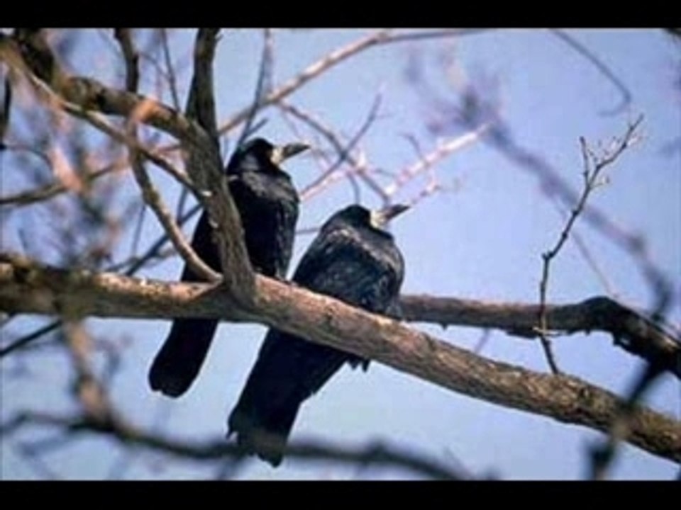 Corbeau freu