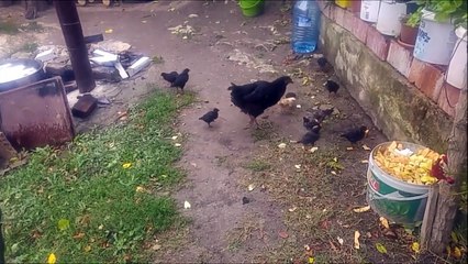 Civcivler Anneleri Ile Geziyor