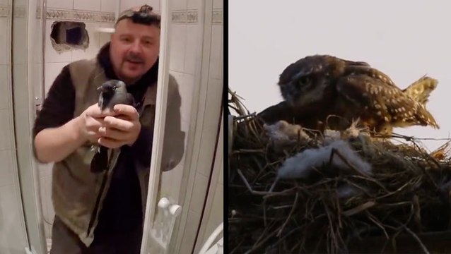 Animal Rescues Are For The Birds