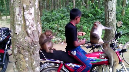 বানর জগৎ বালু ঘাট বাজার েক‌শরগন্ জ ফুলবাড়িয়া ময়মনস‌িংহ