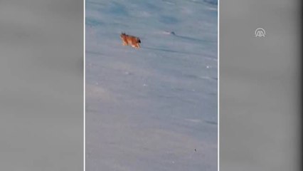 Sivas'ta Bir Öğretmen Vaşak Görüntüledi