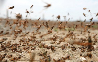 فيديو: بـ300 ريال للكيلو.. هكذا أقبل السعوديين على شراء الجراد