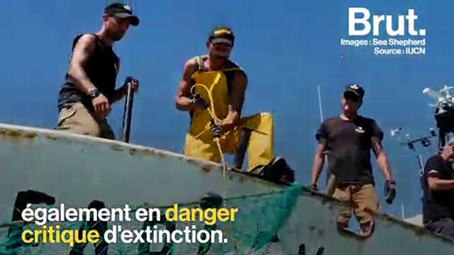 Des braconniers attaquent des activistes de Sea Shepherd