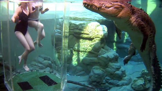 Experience hors du commun : nager avec des crocodiles