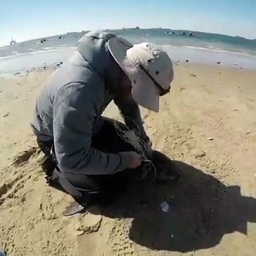 Il libère un lion de mer piégé dans des filets... Bravo