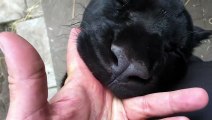 Un panthère noire gourmande croque le doigt de son maitre... Un vrai chaton