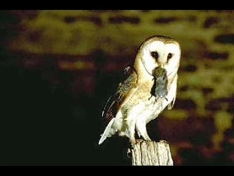 Effraie des clochers