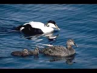 Eider à  duvet