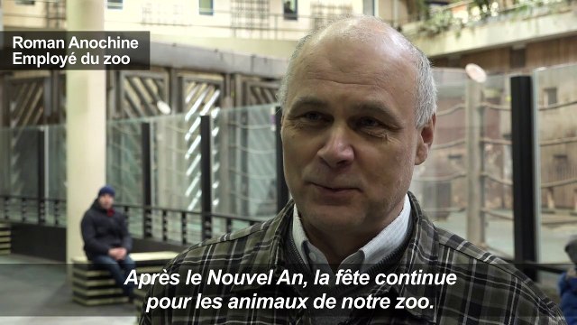 Russie: le zoo offre une deuxième vie aux arbres de Noël