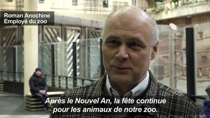 Russie: le zoo offre une deuxième vie aux arbres de Noël