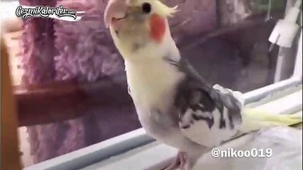 Islıkla ''Ölürüm Türkiyem''i Söyleyen Milliyetçi Papağan