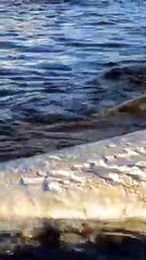 Shark Feasts on Floating Whale Carcass