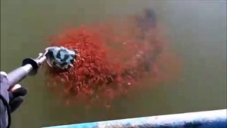 釣られた親から絶対離れない魚の赤ちゃん